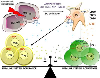 Chemotherapy-Induced Tumor Cell Death at the Crossroads Between Immunogenicity and Immunotolerance: Focus on Acute Myeloid Leukemia